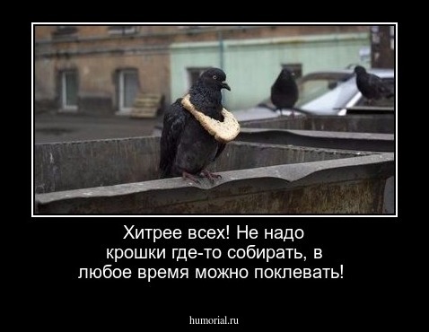 Хитрее всех! Не надо крошки где-то собирать, в любое время можно поклевать!