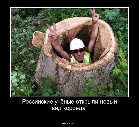 Российские учёные открыли новый вид короеда