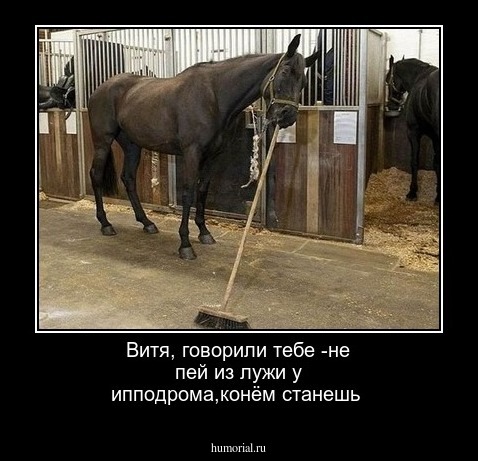 Витя, говорили тебе -не пей из лужи у ипподрома,конём станешь