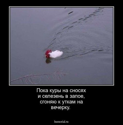 Пока куры на сносях и селезень в запое, сгоняю к уткам на вечерку. 