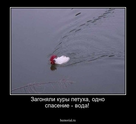 Загоняли куры петуха, одно спасение - вода!