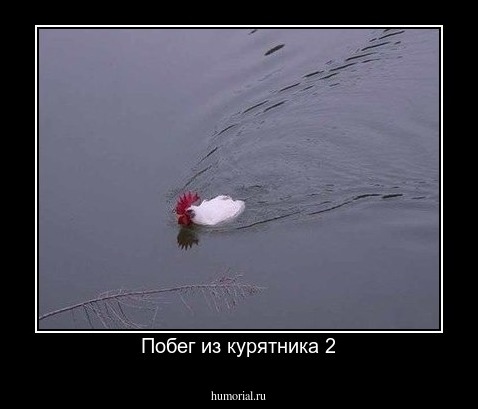 Побег из курятника 2