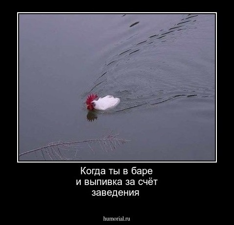 Когда ты в баре и выпивка за счёт заведения