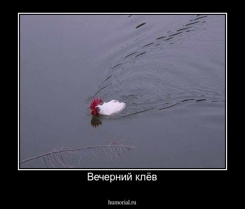 Вечерний клёв