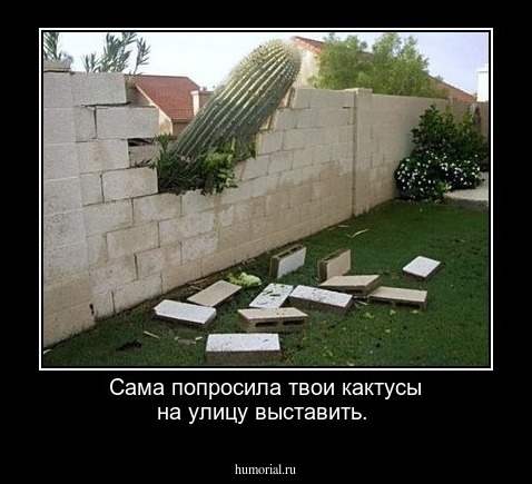 Сама попросила твои кактусы на улицу выставить.