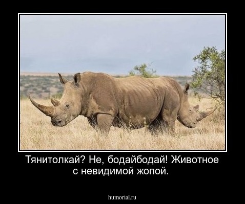 Тянитолкай? Не, бодайбодай! Животное с невидимой жопой.