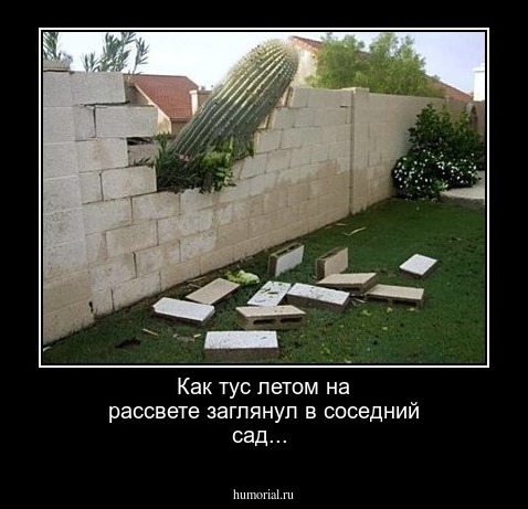 Как тус летом на рассвете заглянул в соседний сад...