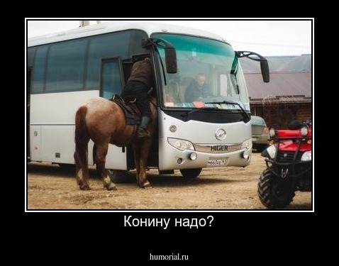 Конину надо?