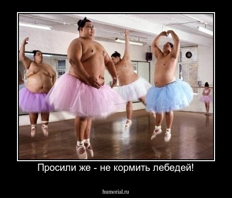 Просили же - не кормить лебедей!