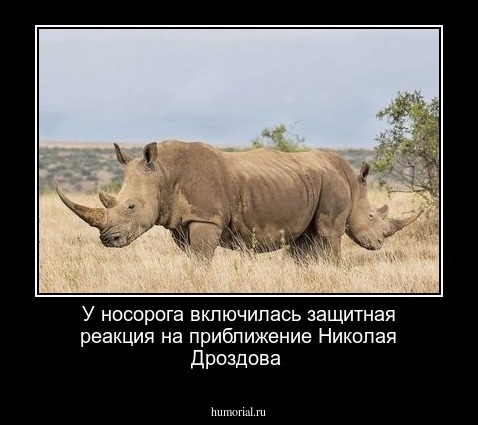 У носорога включилась защитная реакция на приближение Николая Дроздова