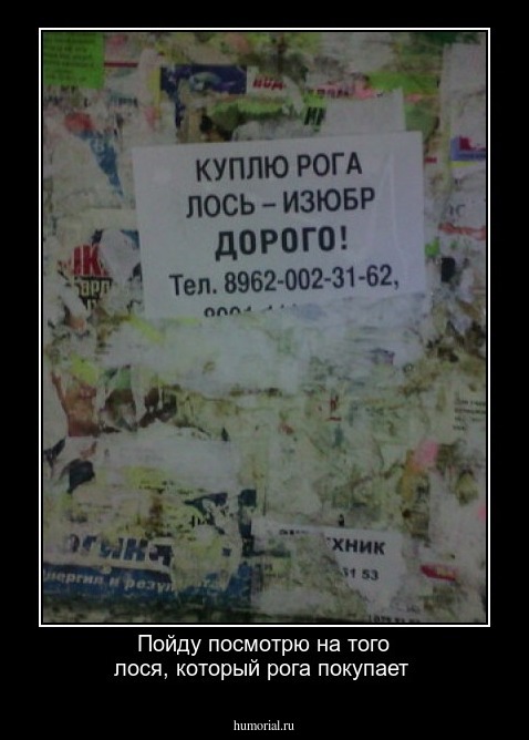 Пойду посмотрю на того лося, который рога покупает