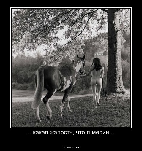 ...какая жалость, что я мерин...