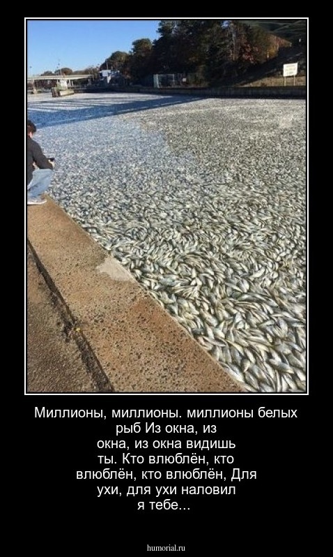 Миллионы, миллионы. миллионы белых рыб
Из окна, из окна, из окна видишь ты.
Кто влюблён, кто влюблён, кто влюблён,
Для ухи, для ухи наловил я  тебе...