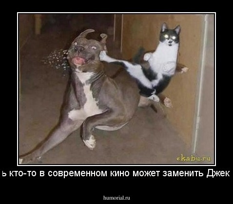 ну хоть кто-то в современном кино может заменить Джеки Чана