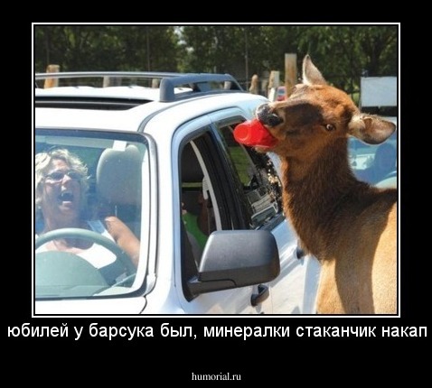 Вчера юбилей у барсука был, минералки стаканчик накапайте...