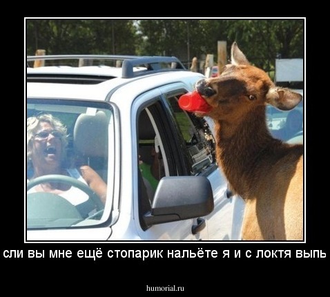 Если вы мне ещё стопарик нальёте я и с локтя выпью