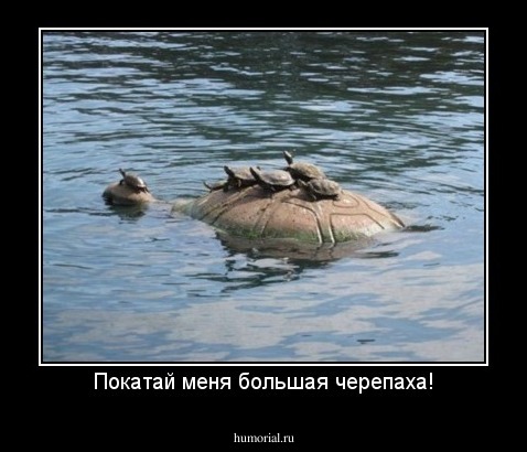 Покатай меня большая черепаха!