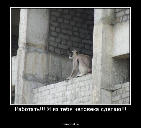 Работать!!! Я из тебя человека сделаю!!!