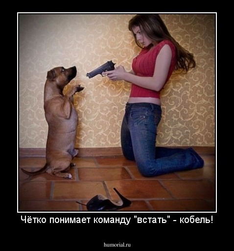 Чётко понимает команду "встать" - кобель!