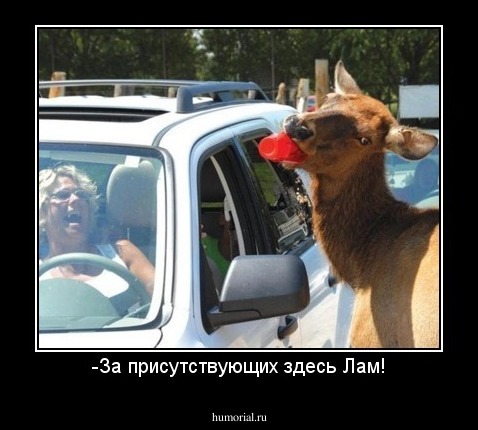 -За присутствующих здесь Лам!