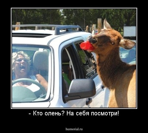 - Кто олень? На себя посмотри!