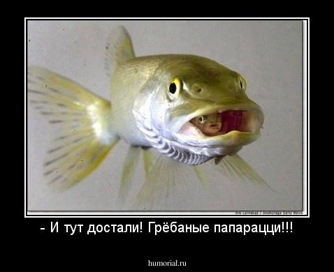 - И тут достали! Грёбаные папарацци!!!