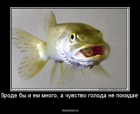 - Вроде бы и ем много, а чувство голода не покидает! 