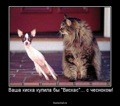 Ваша киска купила бы "Вискас"... с чесноком!