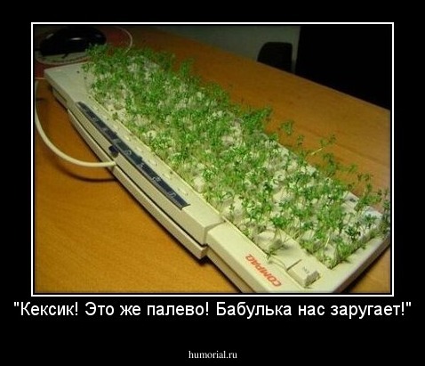 "Кексик! Это же палево! Бабулька нас заругает!"