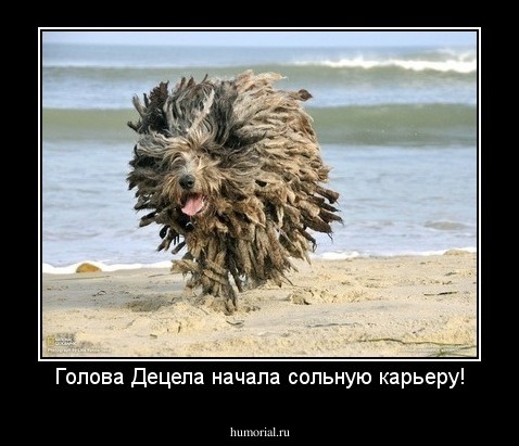 Голова Децела начала сольную карьеру!