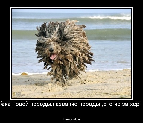 собака новой породы.название породы,,это че за херня?"