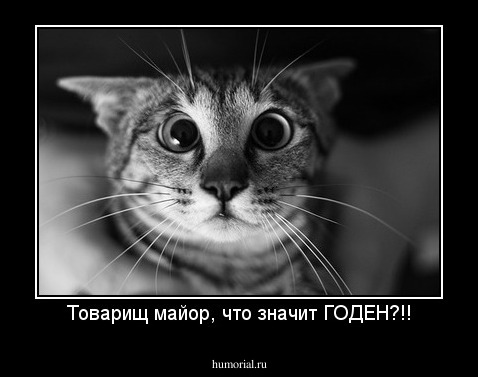 Товарищ майор, что значит ГОДЕН?!!