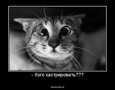 - Кого кастрировать???