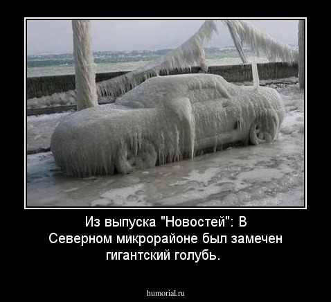 Из выпуска "Новостей": В Северном микрорайоне был замечен гигантский голубь.