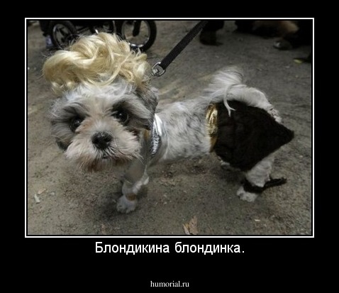 Блондикина блондинка.