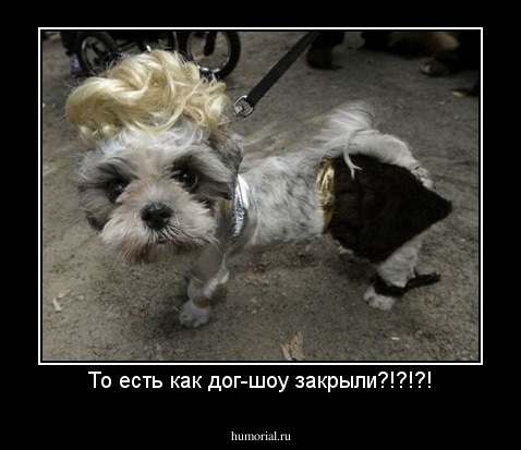 То есть как дог-шоу закрыли?!?!?!