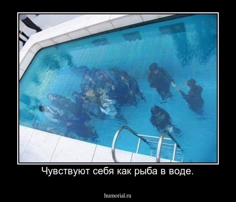 Чувствуют себя как рыба в воде.