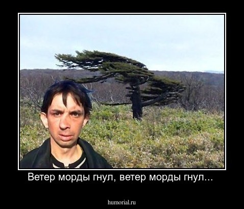 Ветер морды гнул, ветер морды гнул... 