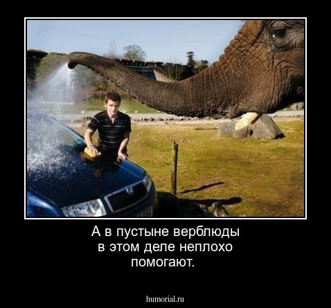 А в пустыне верблюды в этом деле неплохо помогают.