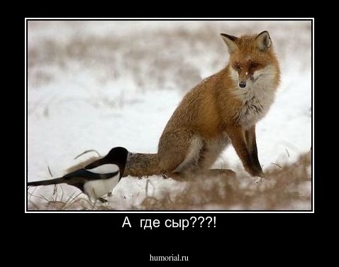 А  где сыр???!