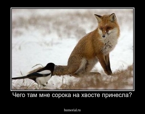 Чего там мне сорока на хвосте принесла?