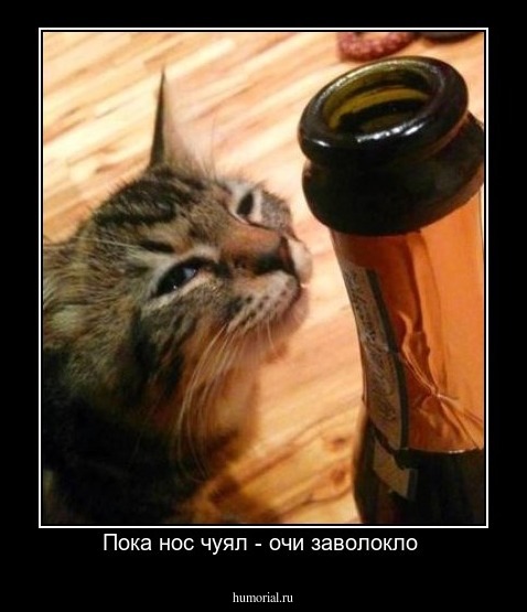 Пока нос чуял - очи заволокло 