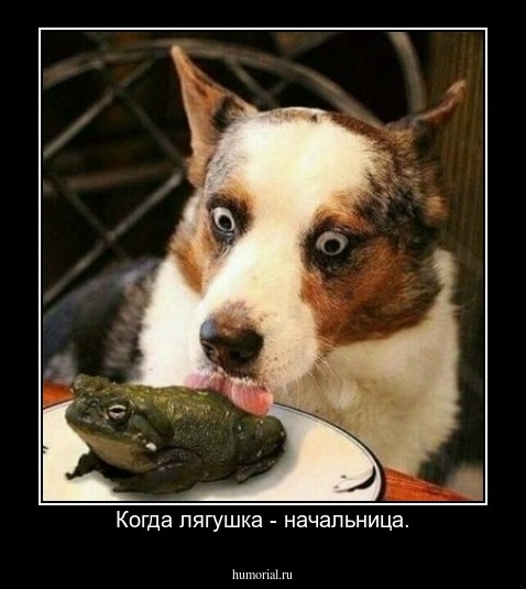 Когда лягушка - начальница.