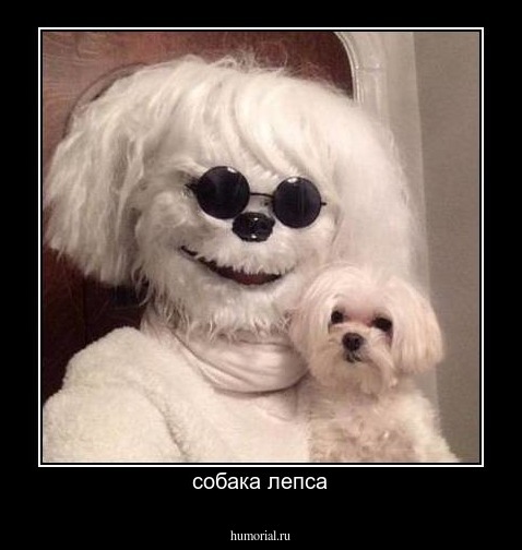 собака лепса