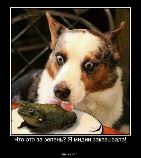 Что это за зелень? Я мидии заказывала!