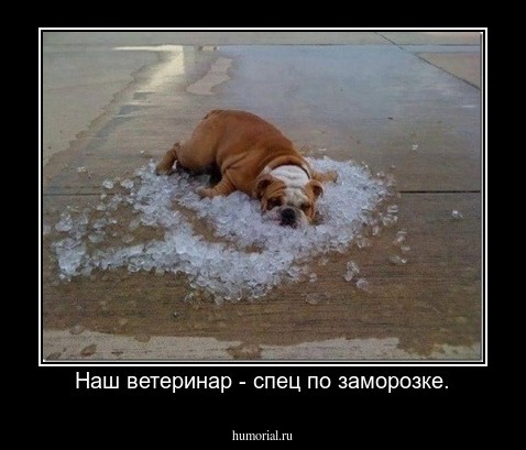 Наш ветеринар - спец по заморозке.