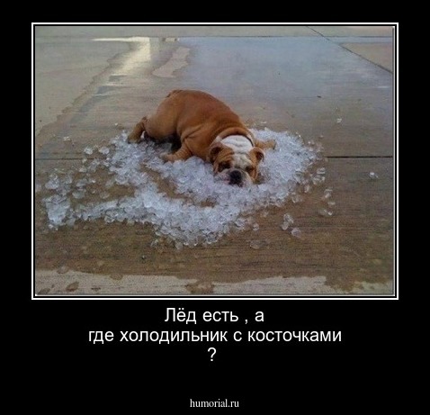 Лёд есть , а где холодильник с косточками ?
