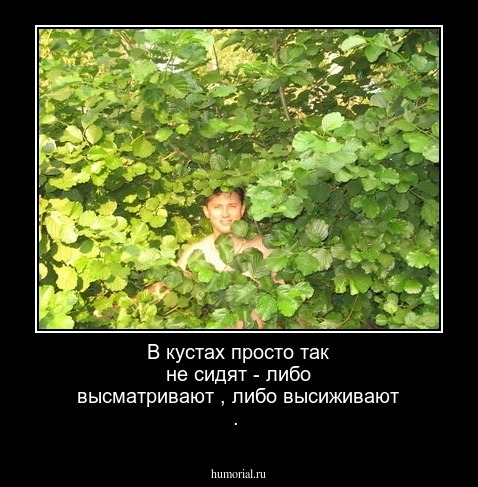 В кустах просто так не сидят - либо высматривают , либо высиживают .