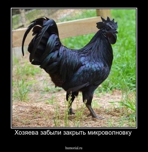 Хозяева забыли закрыть микроволновку 