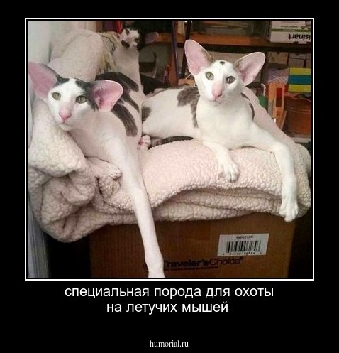 специальная порода для охоты на летучих мышей